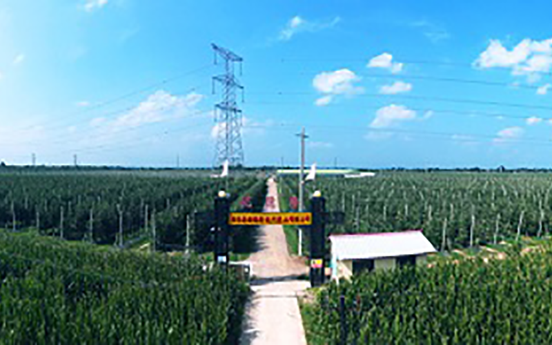 靈臺(tái)優(yōu)德隆農(nóng)業(yè)公司1300畝果園安防監(jiān)控、網(wǎng)絡(luò)機(jī)房案例